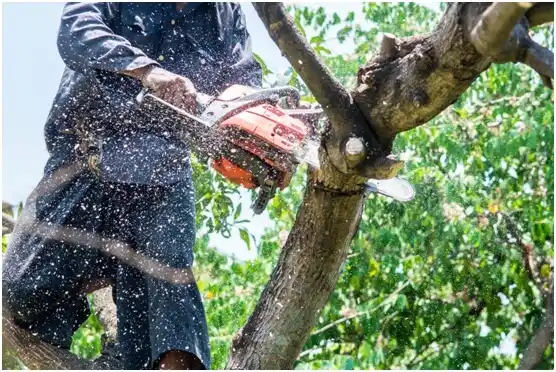 tree services Missouri City